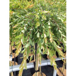 Salix integra 'Pendula' – Csüngő japán fűz