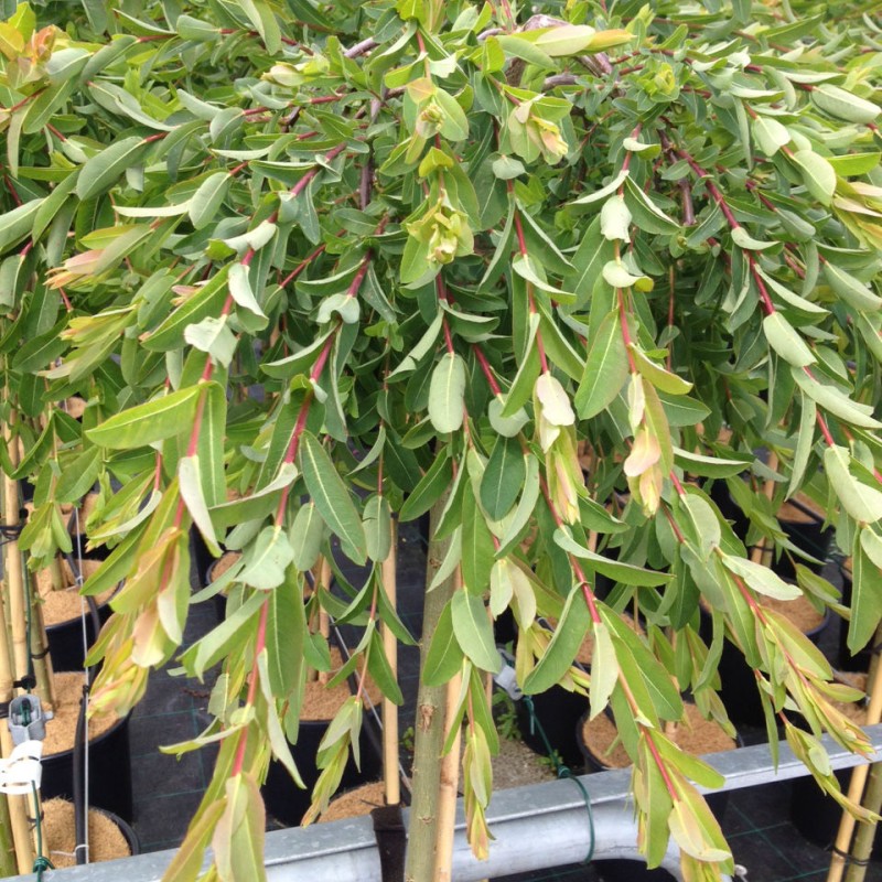 Salix integra 'Pendula' – Csüngő japán fűz