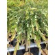 Salix integra 'Pendula' – Csüngő japán fűz