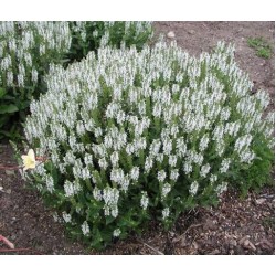 Salvia nemorosa 'Schneehügel' – fehér ligeti zsálya