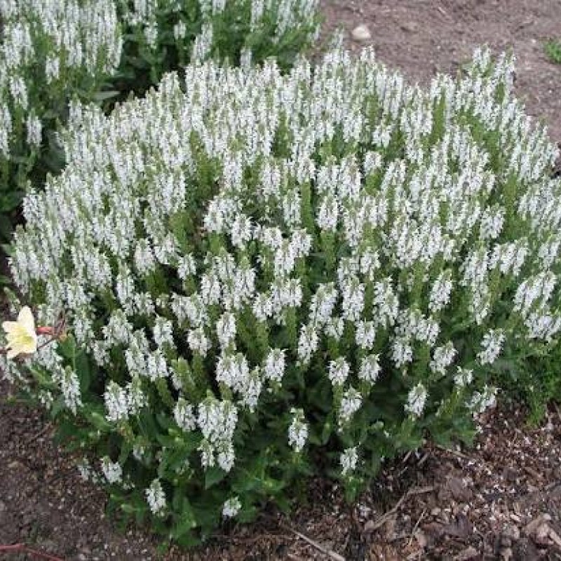 Salvia nemorosa 'Schneehügel' – fehér ligeti zsálya