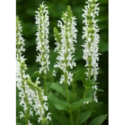 Salvia nemorosa 'Schneehügel' – fehér ligeti zsálya