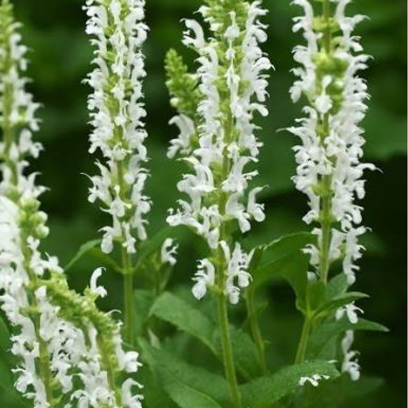 Salvia nemorosa 'Schneehügel' – fehér ligeti zsálya