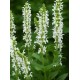 Salvia nemorosa 'Schneehügel' – fehér ligeti zsálya