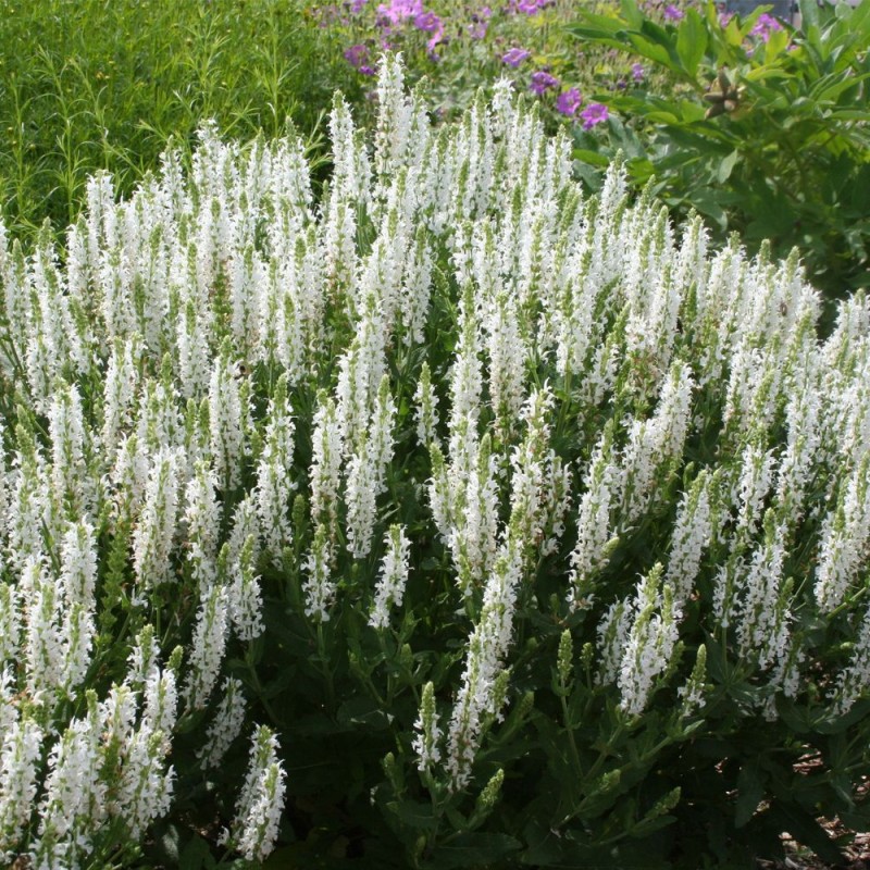 Salvia nemorosa 'Schneehügel' – fehér ligeti zsálya