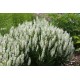 Salvia nemorosa 'Schneehügel' – fehér ligeti zsálya