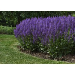 Salvia nemorosa ‘Blue by You’ – kerti zsálya
