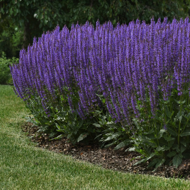 Salvia nemorosa ‘Blue by You’ – kerti zsálya