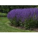Salvia nemorosa ‘Blue by You’ – kerti zsálya
