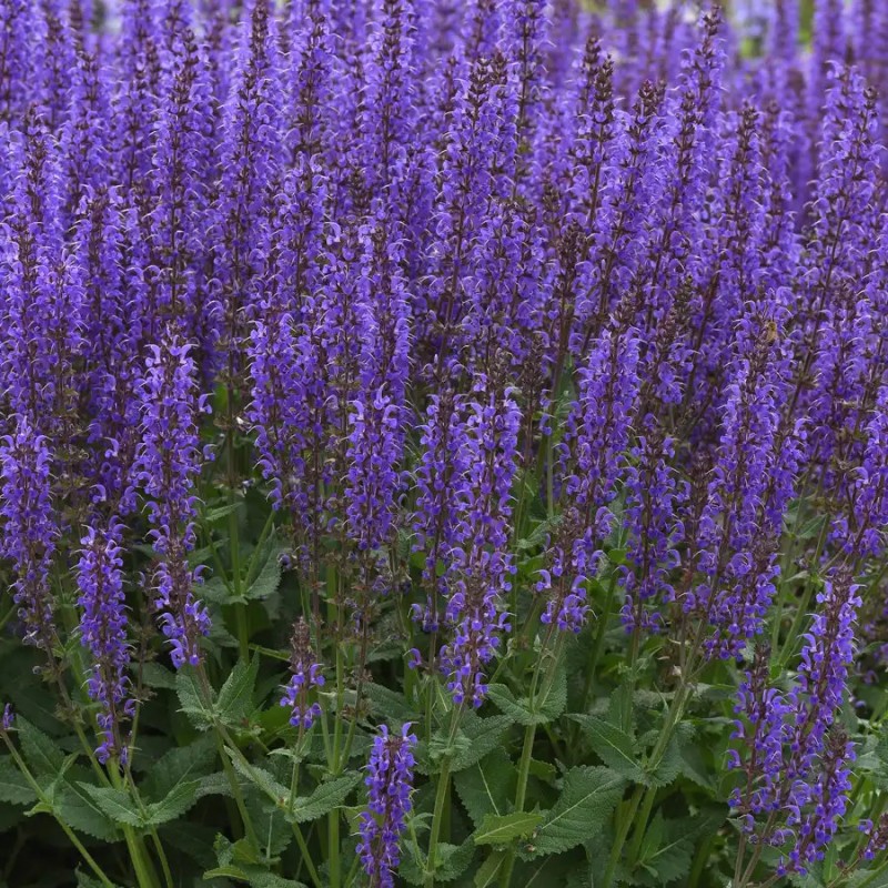 Salvia nemorosa ‘Blue by You’ – kerti zsálya