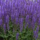 Salvia nemorosa ‘Blue by You’ – kerti zsálya
