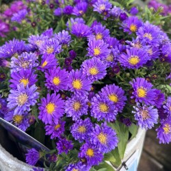 Symphyotrichum novi-belgii Island 'Samoa' – kompakt őszirózsa