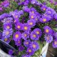 Symphyotrichum novi-belgii Island 'Samoa' – kompakt őszirózsa