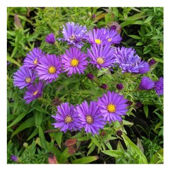 Symphyotrichum novi-belgii Island 'Samoa' – kompakt őszirózsa
