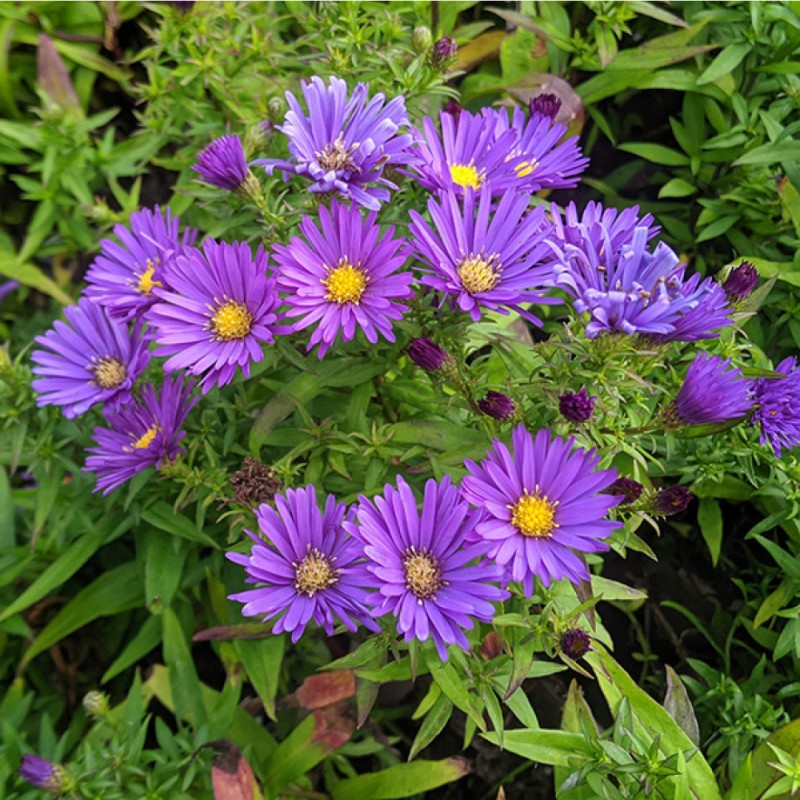 Symphyotrichum novi-belgii Island 'Samoa' – kompakt őszirózsa