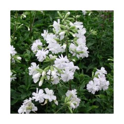Saponaria officinalis ‘Alba Plena’ – telt virágú szappanfű