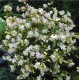 Saponaria officinalis ‘Alba Plena’ – telt virágú szappanfű