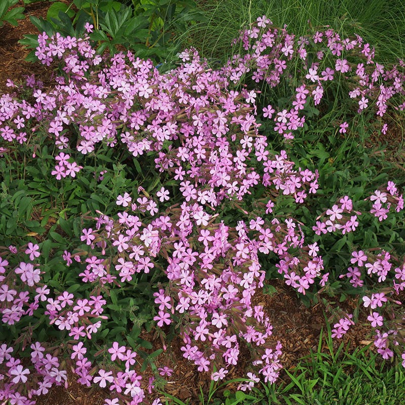 Saponaria x lempergii ‘Max Frei’ - Késoi szappanfű
