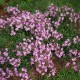 Saponaria x lempergii ‘Max Frei’ - Késoi szappanfű