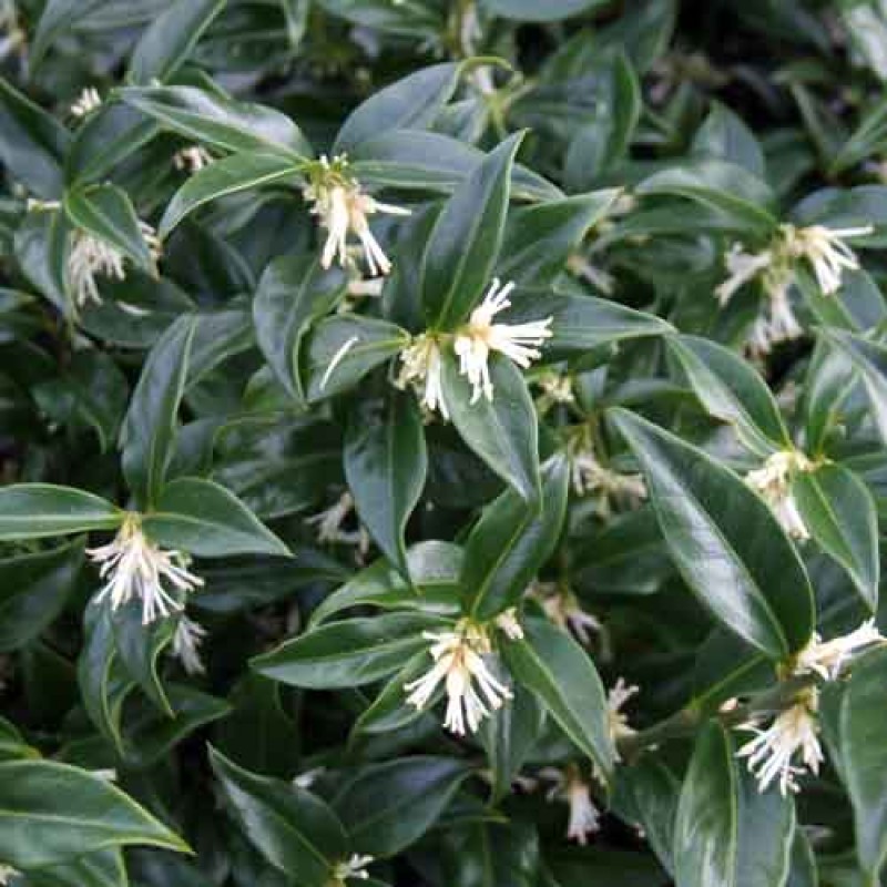 Sarcococca confusa - Bogyóspuszpáng