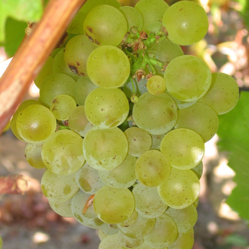 Sauvignon Blanc Borszőlő