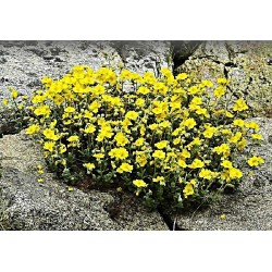 Helianthemum scardicum - Napvirág