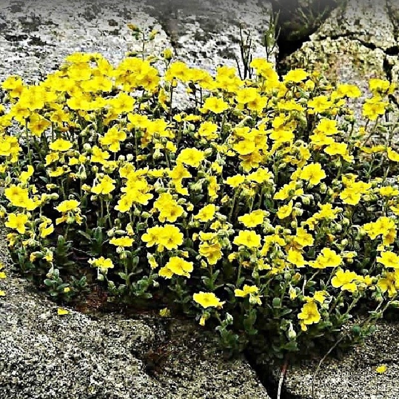 Helianthemum scardicum - Napvirág