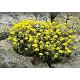 Helianthemum scardicum - Napvirág