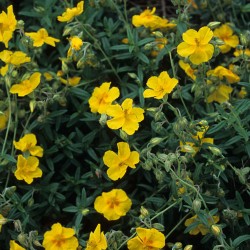 Helianthemum scardicum - Napvirág