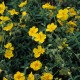 Helianthemum scardicum - Napvirág