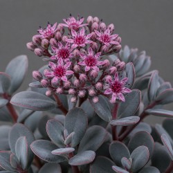 Sedum cauticola 'Steel the Show' – Japán varjúháj