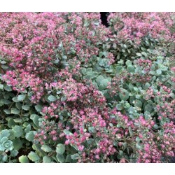 Sedum cauticola 'Steel the Show' – Japán varjúháj