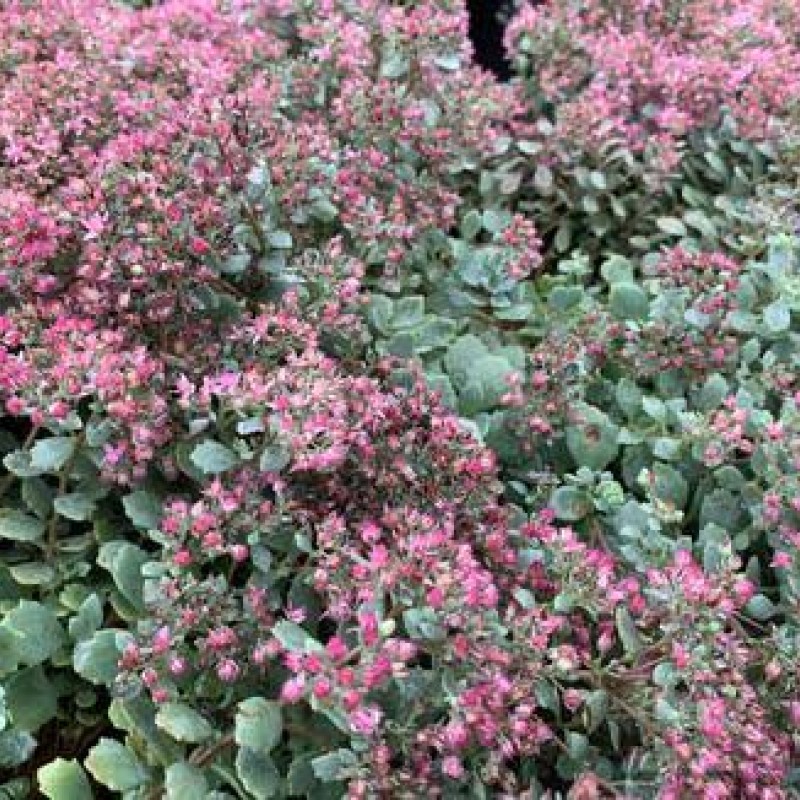 Sedum cauticola 'Steel the Show' – Japán varjúháj