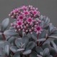 Sedum cauticola 'Steel the Show' – Japán varjúháj