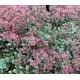 Sedum cauticola 'Steel the Show' – Japán varjúháj