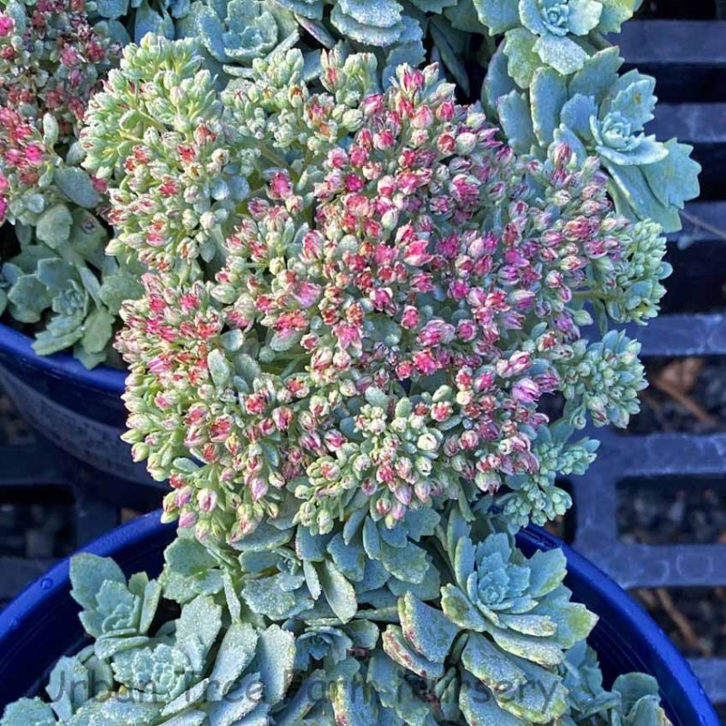 Sedum cauticola 'Steel the Show' – Japán varjúháj