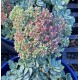 Sedum cauticola 'Steel the Show' – Japán varjúháj