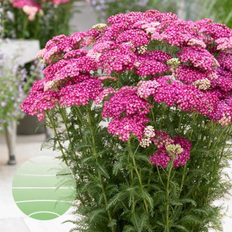 Achillea millefolium ‘Saucy Seduction’ – cickafark