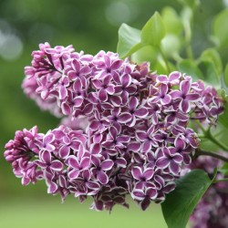 Syringa vulgaris 'Sensation' - Tarka szirmú orgona Syringa vulgaris 'Sensation' - Tarka szirmú orgona