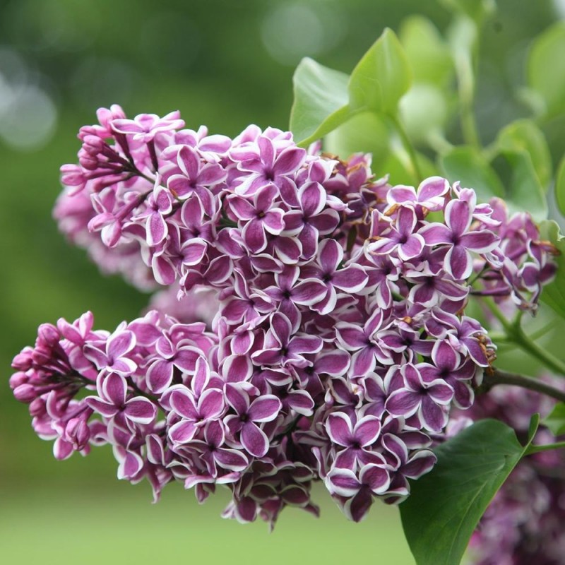 Syringa vulgaris 'Sensation' - Tarka szirmú orgona