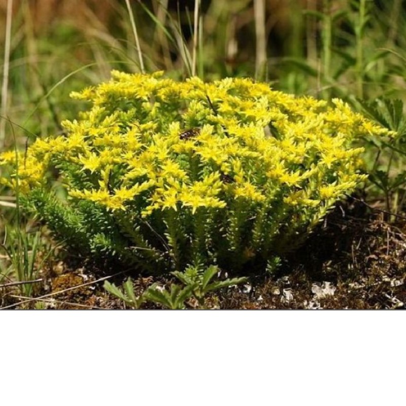 Sedum sexangulare – Hatélű varjúháj
