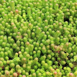 Sedum sexangulare – Hatélű varjúháj