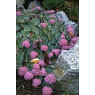 Sedum sieboldii