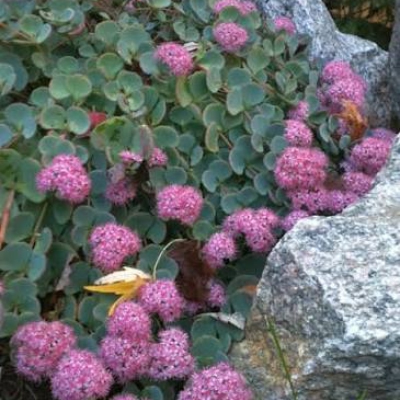 Sedum sieboldii