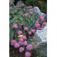 Sedum sieboldii