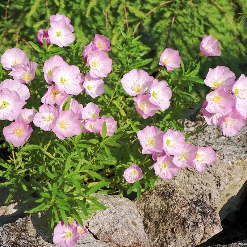 Oenothera speciosa ‘Siskiyou’ – Pompás ligetszépe