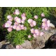 Oenothera speciosa ‘Siskiyou’ – Pompás ligetszépe