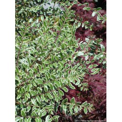 Lonicera nitida ‘Silver Beauty’