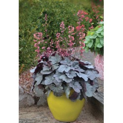Heuchera Dolce ‘Silver Gumdrop’ – ezüst levelű tűzeső
