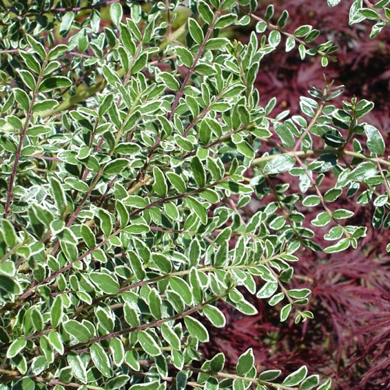 Lonicera nitida ‘Silver Beauty’